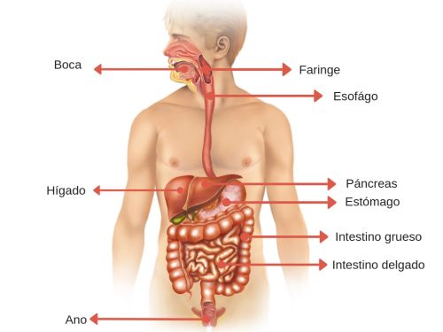 aparato digestivo